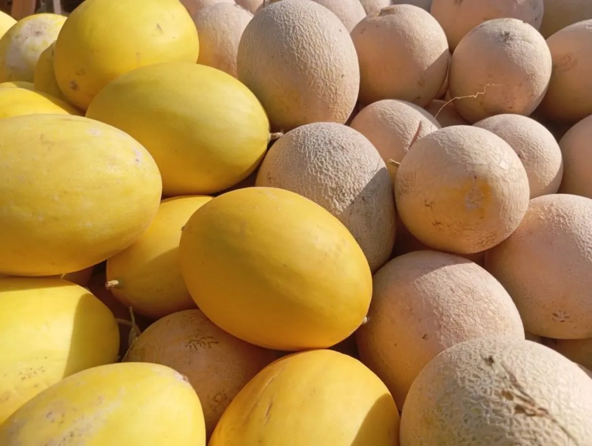 hami melon