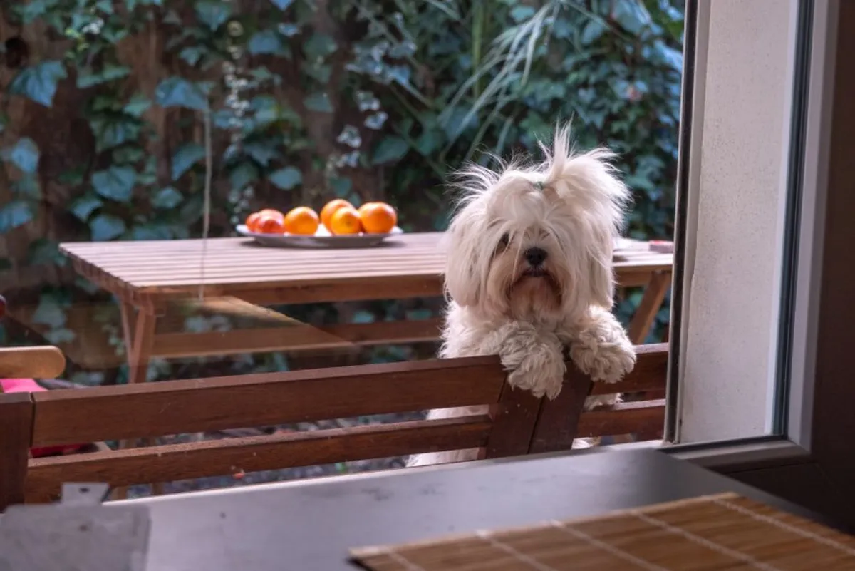 dog fruit
