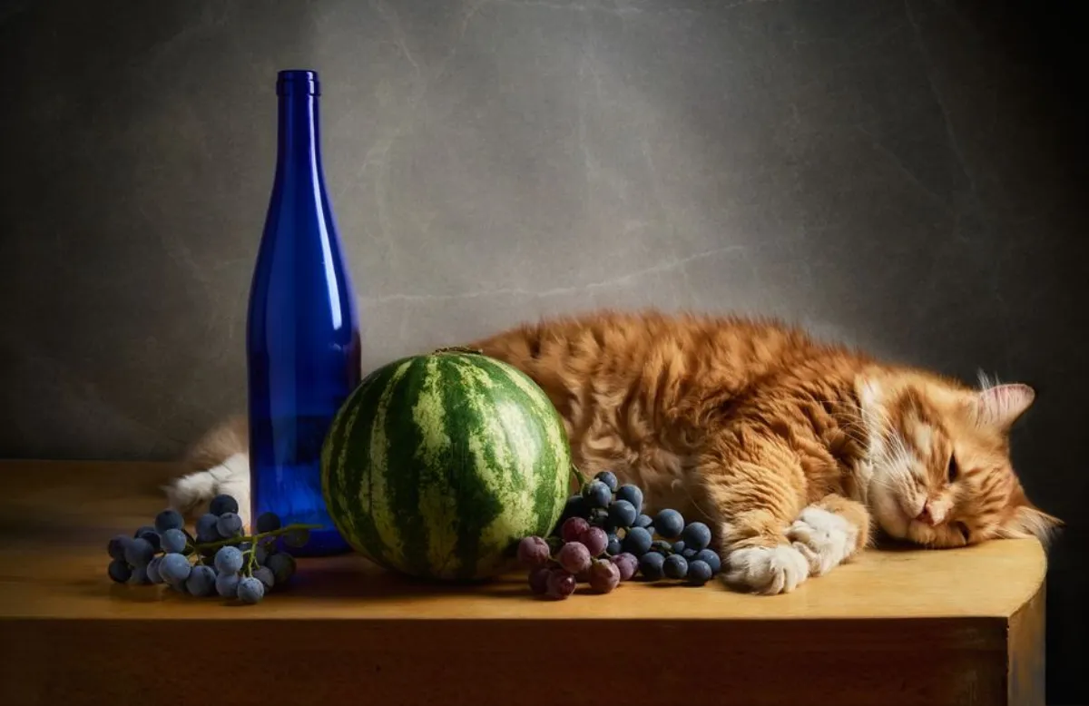 melon cat