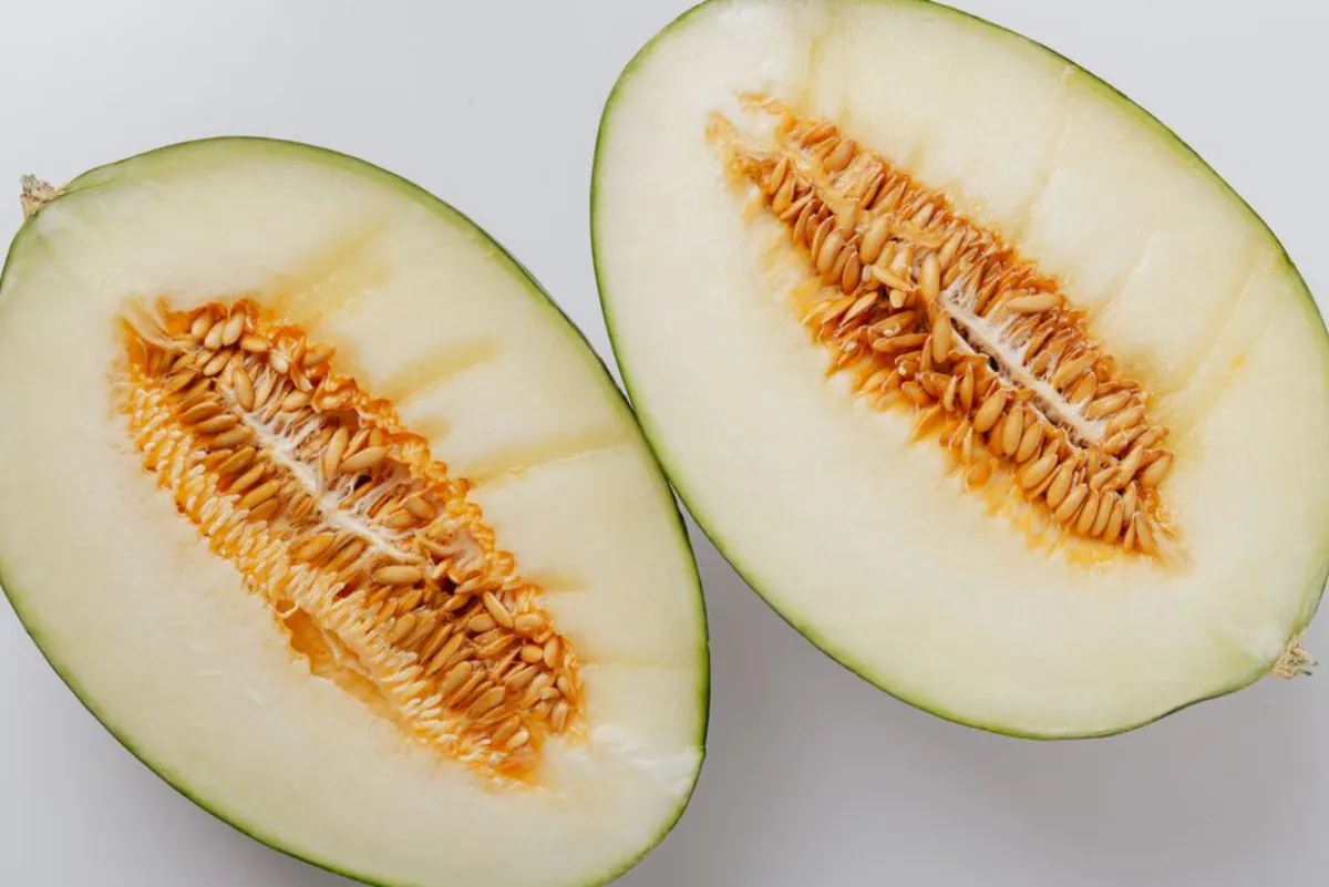 dog melon