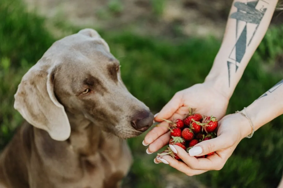 dog fruit