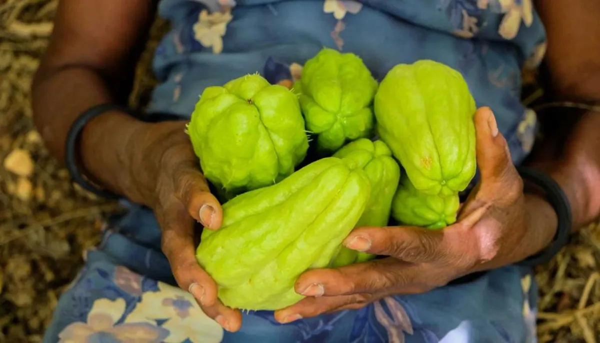 chayote vegetable