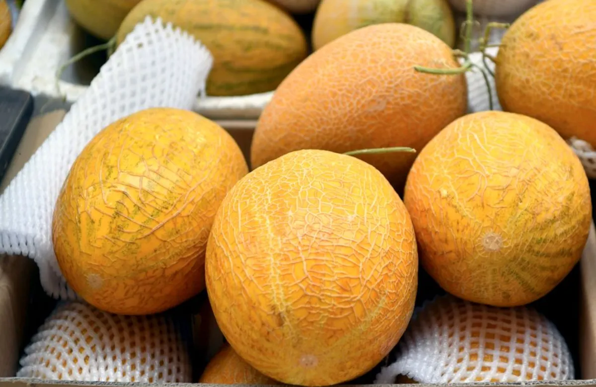 hami melon