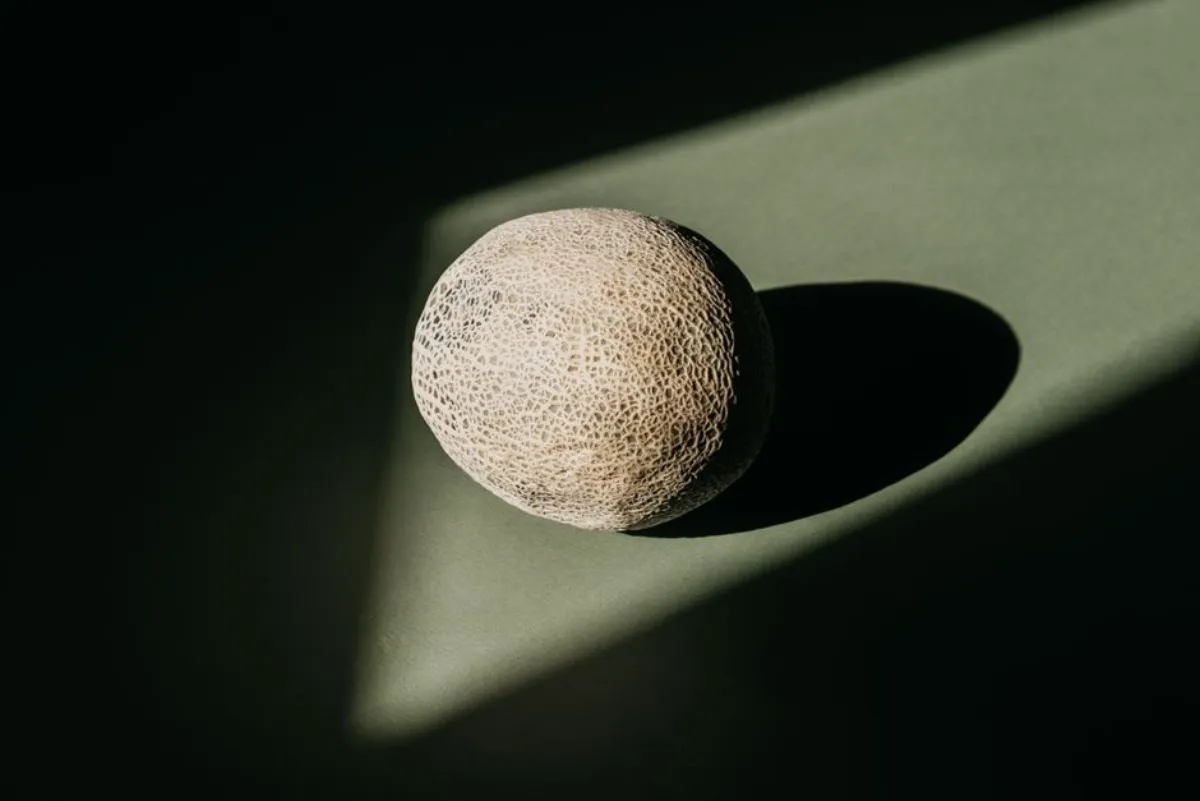 cantaloupe pregnancy