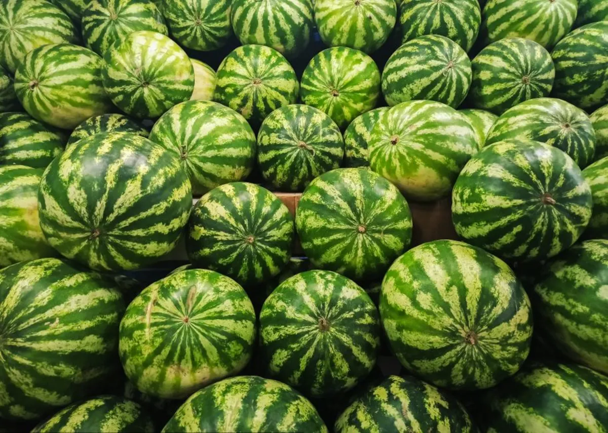 dog melon