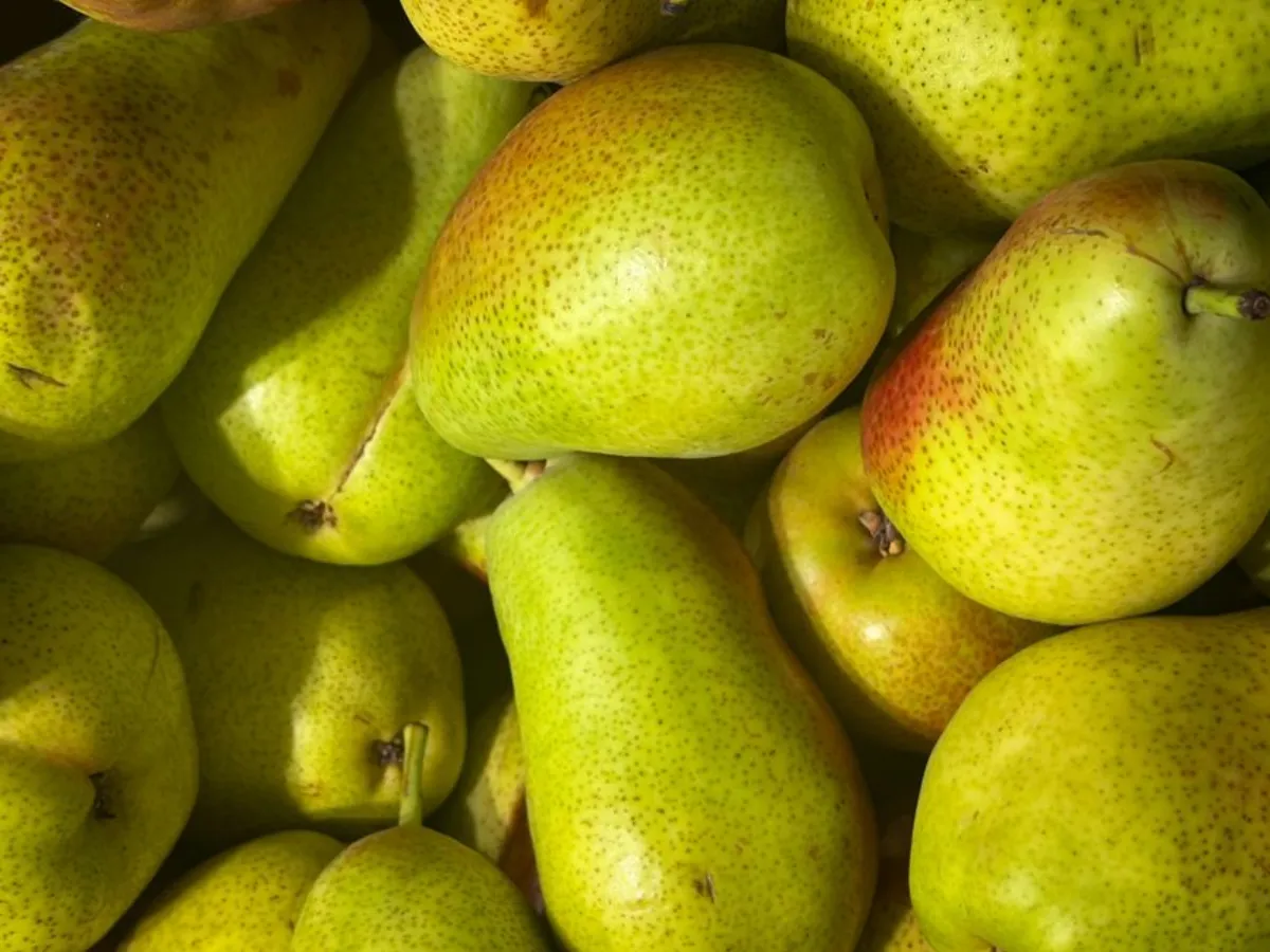 fresh pear