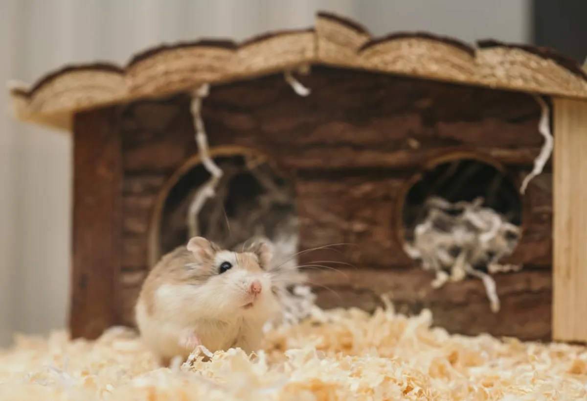 hamster melon