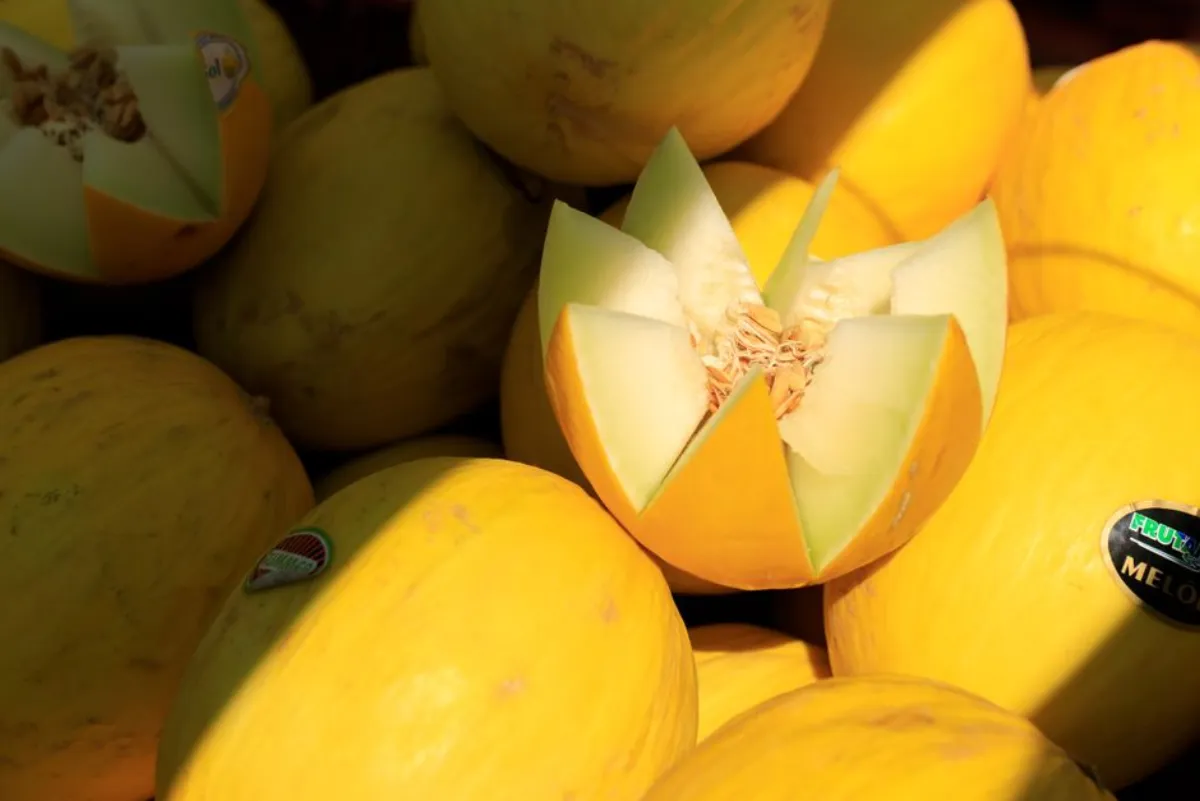 cut melon